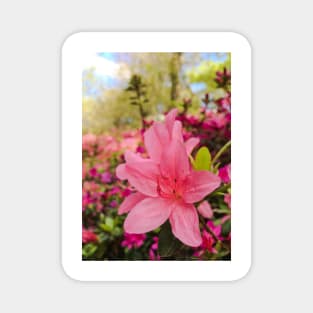 Spring Azaleas Magnet