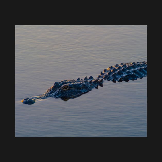 Alligator by StevenElliot