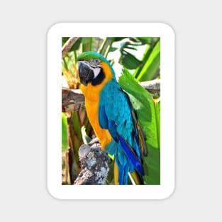 Macaw Parrot Yellow And Blue Bird Magnet