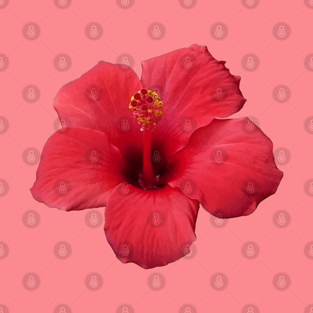 Stunning Red Hibiscus Tropical Flower Cut Out by taiche