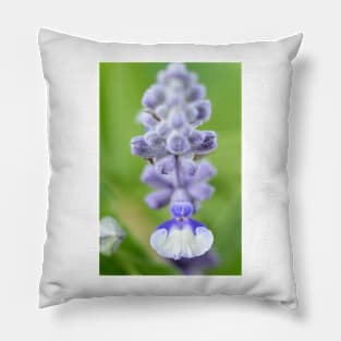 Salvia farinacea  &#39;Fairy Queen&#39;  Sage Pillow