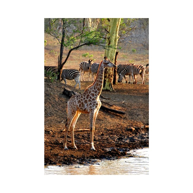 Giraffe Zulu Nyala Game Reserve South Africa by AndyEvansPhotos