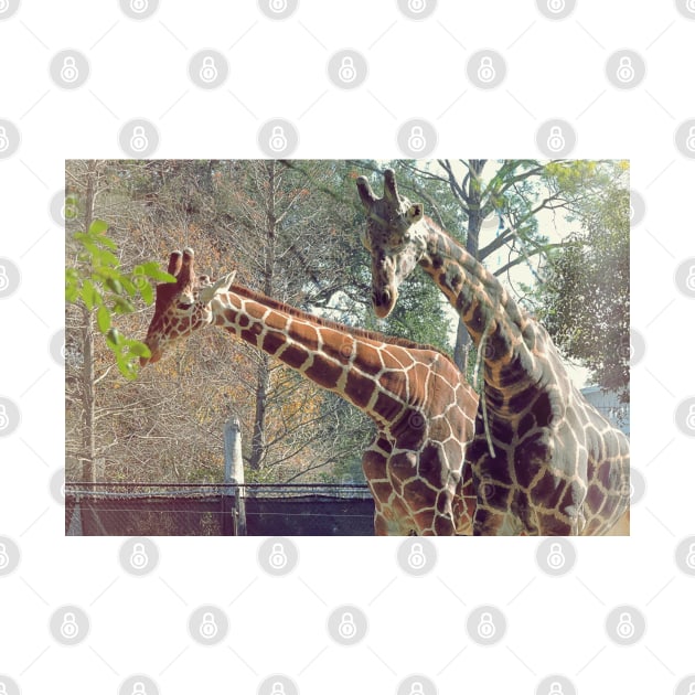 Giraffe by kcrystalfriend