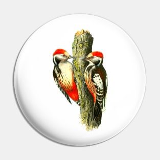 Red tufted finch on tree trunk Pin