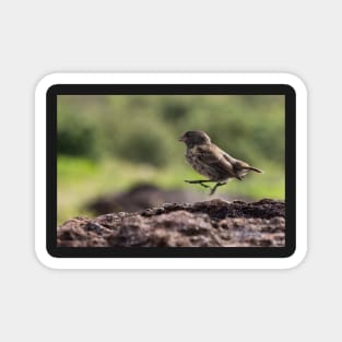 Galapagos Finch Magnet