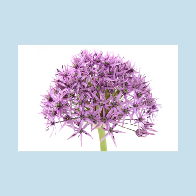 Allium stipitatum  &#39;Violet Beauty&#39; by chrisburrows