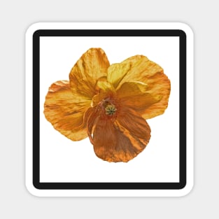 Poppy flower head. Magnet