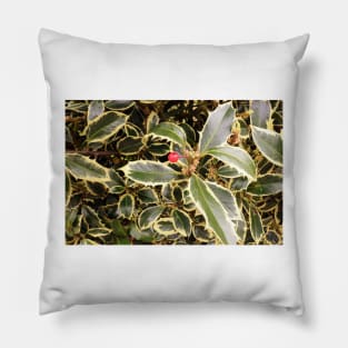 Variegated Holly Bush Pillow