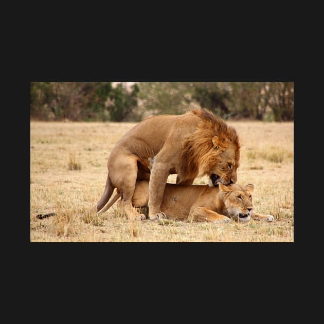 "Nibble, Nibble".  Lions Copulating, Maasai Mara, Kenya by Carole-Anne