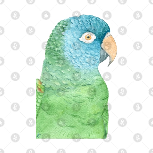 Watercolor blue crowned conure - parakeet painting by Oranjade0122