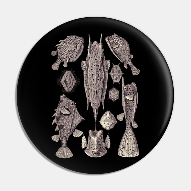 Ernst Haeckel Ostraciontes Fish Lavander Grey Pin by Scientistudio