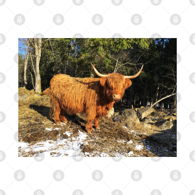 Scottish Highland Cattle Cow 2319 by SaarelaHighland