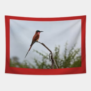 Southern Carmine Bee-Eater Tapestry