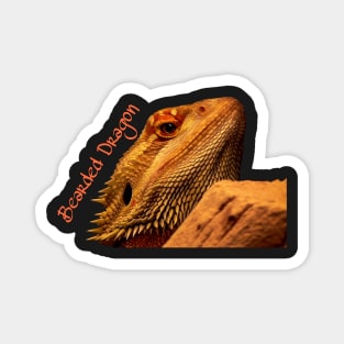 Bearded Dragon Magnet