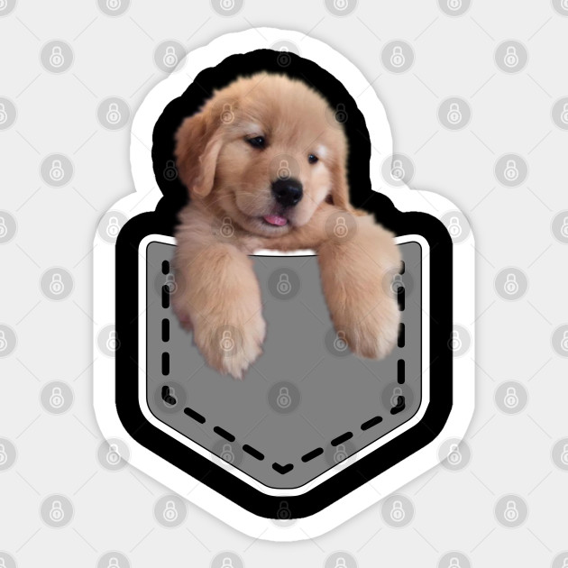 Pocket Baby Golden Retriever Apparel For Retriever Dog Lovers