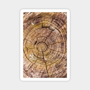 Tree Rings From Forest Harvest Magnet