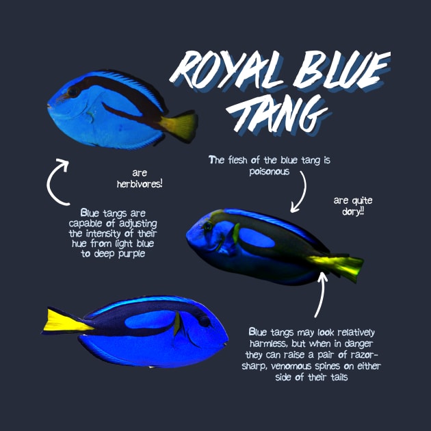 Royal Blue Tang by Animal Facts and Trivias