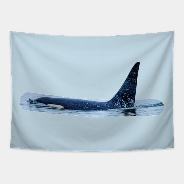 Large male Orca Tapestry by dalyndigaital2@gmail.com