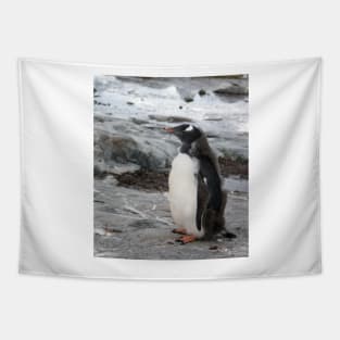 Gentoo penguin chick Tapestry