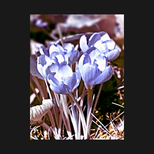 Crocus Infrared by BonniePhantasm