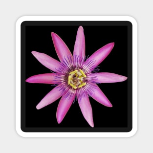 Passiflora Lavendar Lady Magnet