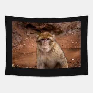 Barbary Macaque Monkey Tapestry