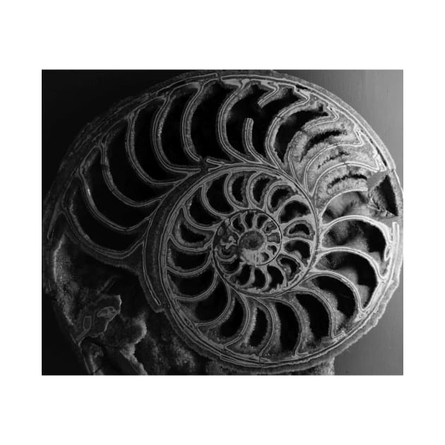 Ammonoid. Sedgwick Museum of Earth Sciences, Cambridge, UK by IgorPozdnyakov