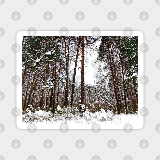 Scene at the Striginsky Bor Forest Park in Nizhny Novgorod with pine trees, curved tree, bushes Magnet by KristinaDrozd