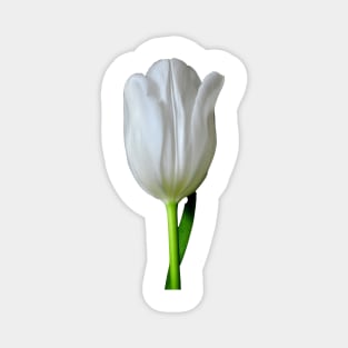 The White Tulip Magnet