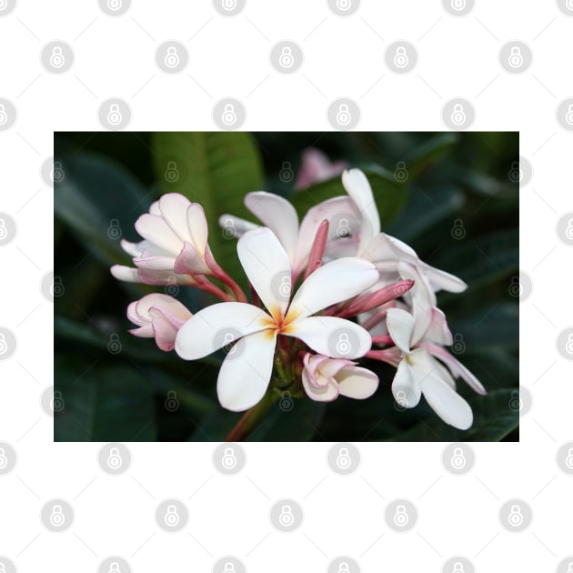 Plumeria flowers on Hawaii by SDym Photography