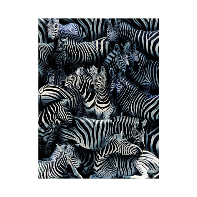 Zebras by MaxencePierrard