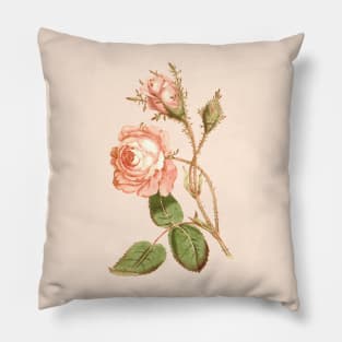 Pink rose flower Vintage Botanical Print Pillow
