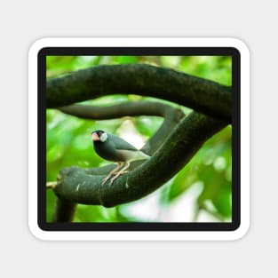 Java sparrow on a branch Magnet