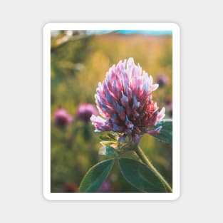 Petals in Sunlight Capture Red Clover's Elegance V2 Magnet