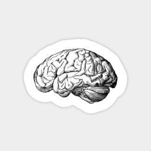 Anatomical human brain drawing Magnet