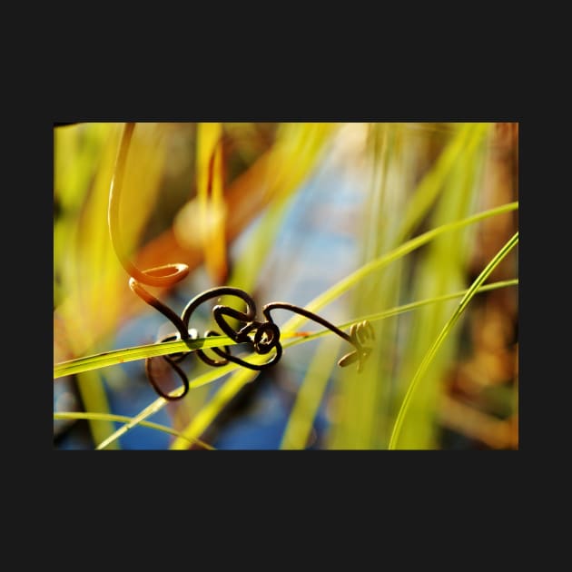 Dried Tendril Knot Around Grass Close-up by 1Redbublppasswo