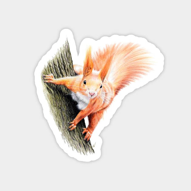 Red Squirrel Coloured pencil Drawing Magnet by Sandra Warmerdam