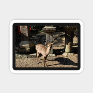 Nara Deer Magnet