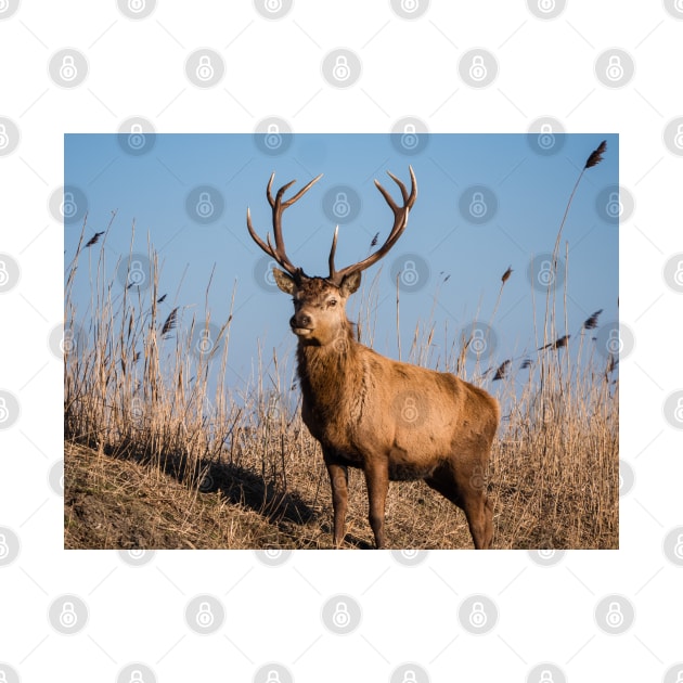 Red deer stag stares at the camera by Dolfilms