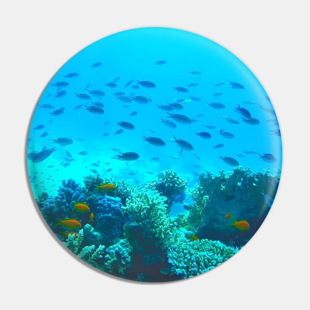 Tropical Fish Swimming Underwater in Blue Ocean Pin by Kate-P-