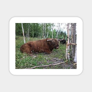 Scottish Highland Cattle Bull 1460 Magnet