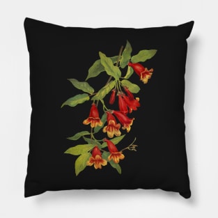 Crossvine - Bignonia capreolata - botanical illustration Pillow