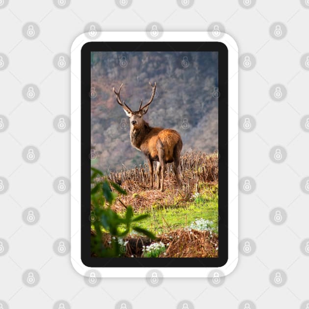 Red Deer Stag Magnet by Graz-Photos