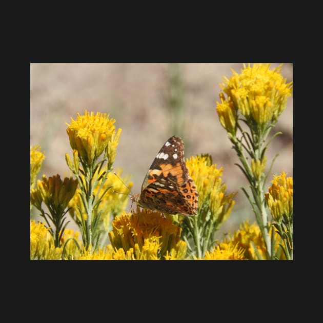 Butterfly, wildlife, insects, nature, gifts, Natures Grace by sandyo2ly