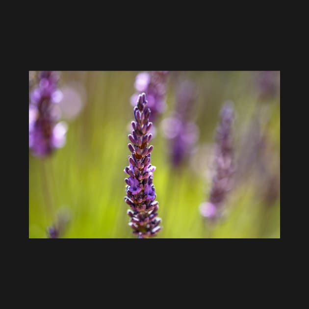 Purple lavender flowers by blossomcophoto