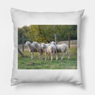 Four sheep Pillow