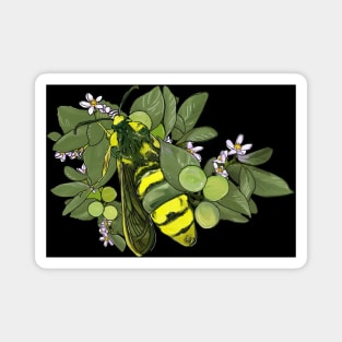 Hornet Moths and Limes Magnet