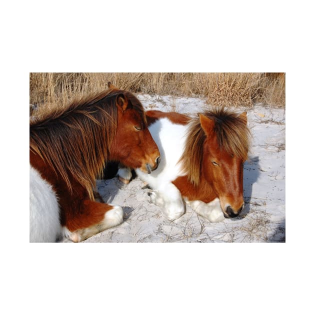 Wild horses, wildlife, Assateague Island, Sleepy Twosome by sandyo2ly