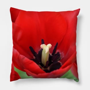 Tulip Pillow