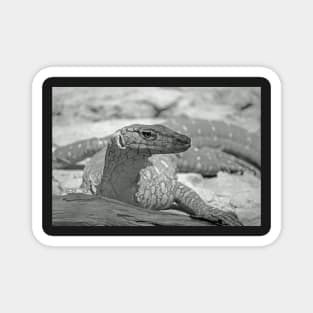 Perentie Lizard Magnet